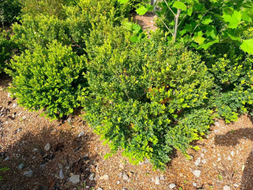 (8) BOXWOOD SHRUBS. ESTABLISHED EVERGREEN LANDSCAPE PLANTINGS