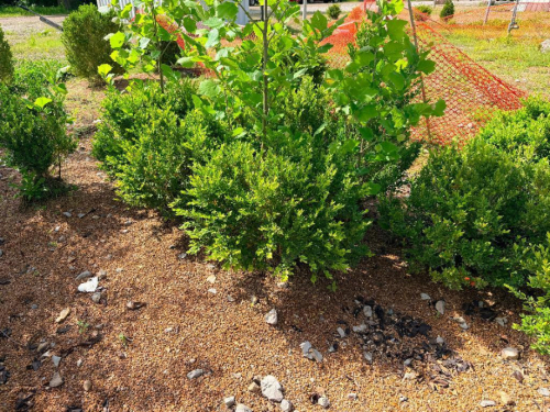 (8) BOXWOOD SHRUBS. ESTABLISHED EVERGREEN LANDSCAPE PLANTINGS