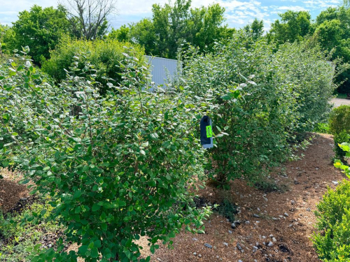 (5) ORNAMENTAL SHRUBS