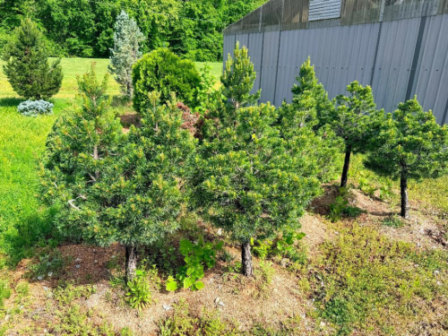 (5) DWARF ORNAMENTAL PINES