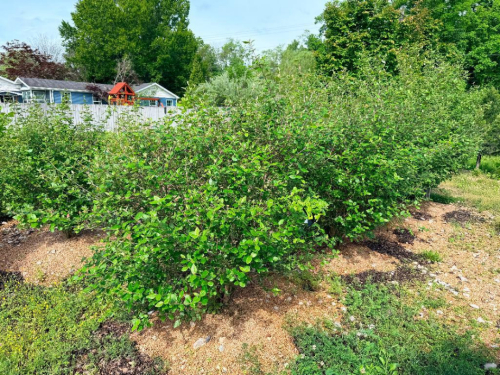(4) ORNAMENTAL SHRUBS