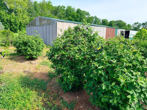 (4) ORNAMENTAL SHRUBS