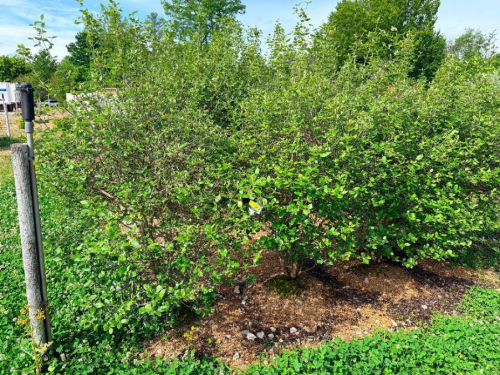 (5) ORNAMENTAL SHRUBS