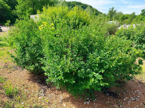 (3) ORNAMENTAL SHRUB
