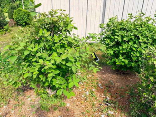 (3) ORNAMENTAL SHRUBS