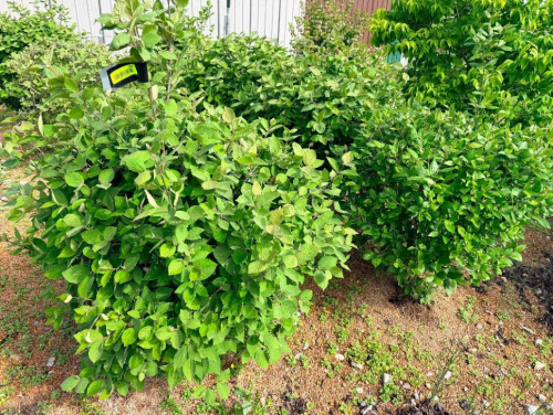 (4) ORNAMENTAL SHRUBS