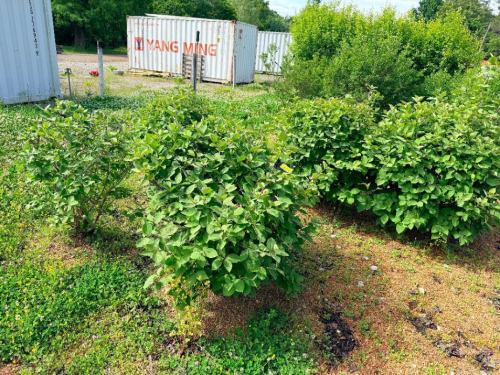 (5) ORNAMENTAL SHRUBS