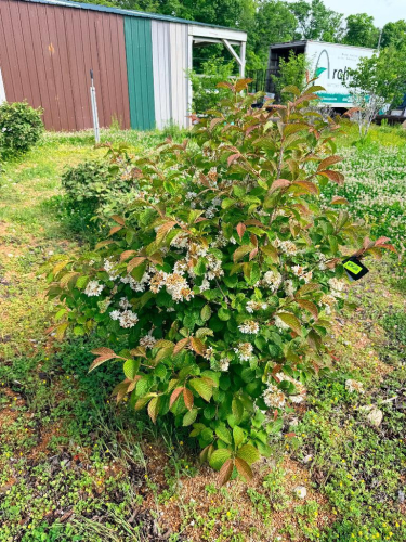 (4) VIBURNUM SPECIES ORNAMENTAL SHRUB