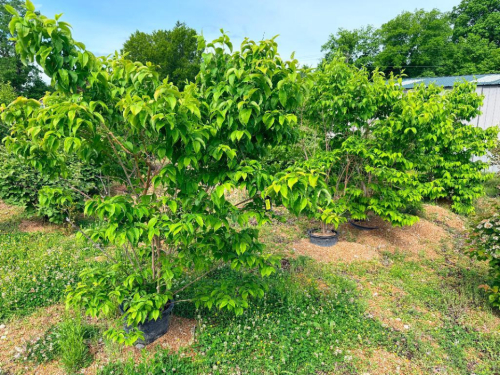 (4) PRUNUS SPECIES ORNAMENTAL CHERRY SMALL TREES