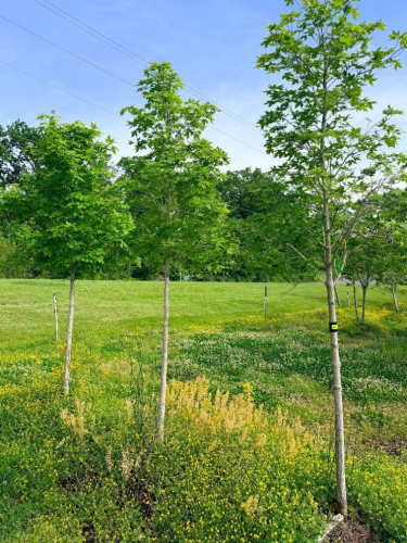 (3) ACER SACCHARUM &lsquo;SUGAR MAPLE&rsquo;
