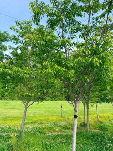 (2) FLOWERING CHERRY CULTIVAR)