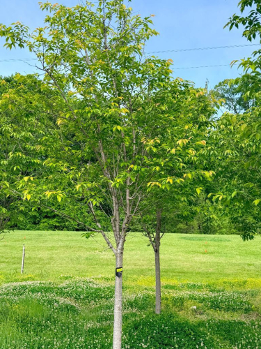 (2) FLOWERING CHERRY CULTIVAR)