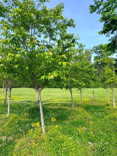 (3) YEDOENSIS &lsquo;YOSHINO CHERRY TREES