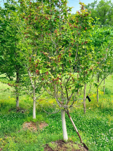 (2) FLOWERING ORNAMENTAL TREE
