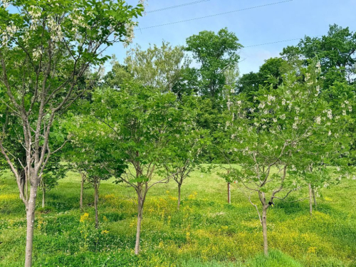 (3) FLOWERING ORNAMENTAL TREE