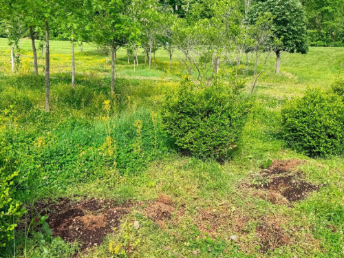 (4) MATURE BOXWOOD SHRUBS. ESTABLISHED EVERGREEN LANDSCAPE PLANTINGS