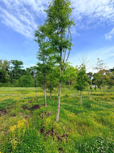 (2) COLUMNAR SHADE TREES