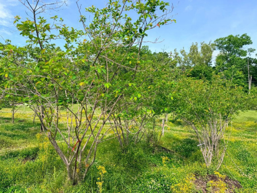 (3) AUTUMN BRILLIANCE SERVICEBERRY MULTI-STEM