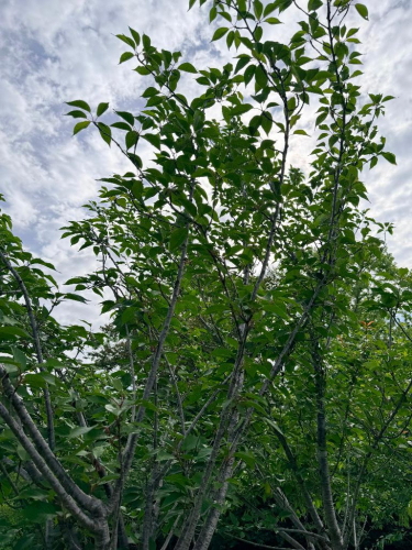 (5) ORNAMENTAL SHADE TREES