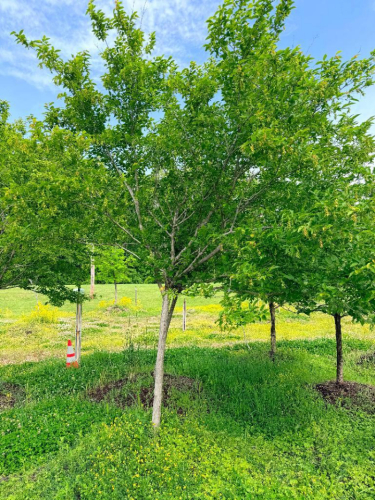 (4) 10' SWEETBAY MAGNOLIA TREES