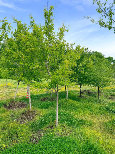(5) 10' SWEETBAY MAGNOLIA TREES