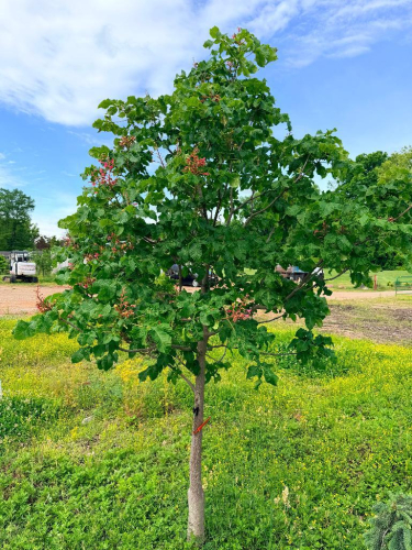 10' RED HORSE CHESTNUT TREE