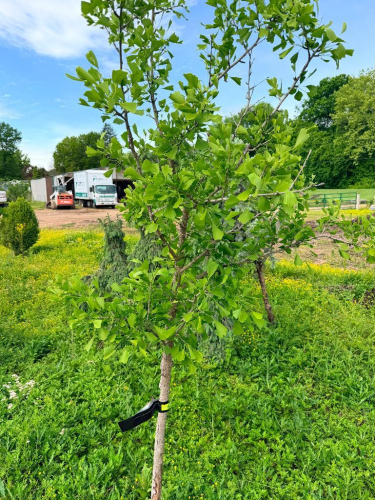 LOT OF 2 GINKGO TREES (GINGKO BILOBA) APPROXIMATELY 12&ndash;15 FT TALL. ATTRACTIVE ORNAMENTAL/HARDWOOD TREE KNOWN FOR DISTINCTIVE FAN-SHAPED LEAVES AND EXCELLENT FALL COLOR. TREES APPEAR HEALTHY AND ESTABLISHED IN FORMER NURSERY SETTING.