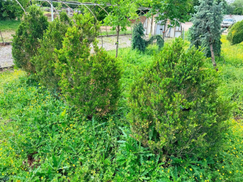 (4) MATURE BOXWOOD SHRUBS. ESTABLISHED EVERGREEN LANDSCAPE PLANTINGS