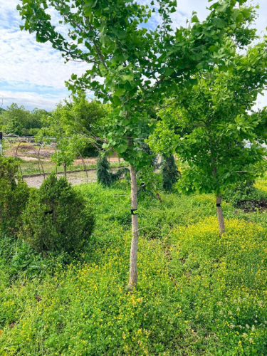 10 FT TALL MATURE GINKGO TREES (GINKGO BILOBA)