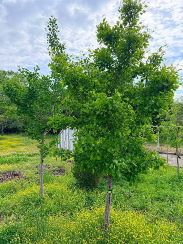 LOT OF 2 GINKGO TREES (GINGKO BILOBA) APPROXIMATELY 12&ndash;15 FT TALL. ATTRACTIVE ORNAMENTAL/HARDWOOD TREE KNOWN FOR DISTINCTIVE FAN-SHAPED LEAVES AND EXCELLENT FALL COLOR. TREES APPEAR HEALTHY AND ESTABLISHED IN FORMER NURSERY SETTING.