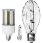 (6) LIGHT BULBS