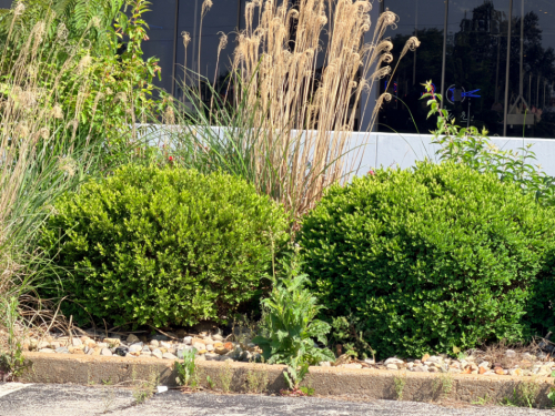 (12) LARGE MATURE BOXWOOD BUSHES.