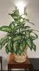 (1) ARTIFICIAL PLANT WITH A DECRETIVE POT