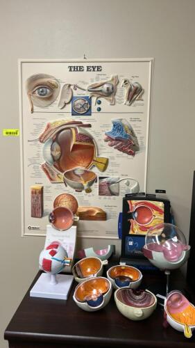 (1) LARGE ASSORTMENT OF THE ANATOMY OF THE HUMAN EYE WITH WALL CHART AND MULTIPLE PHYSICALS MODELS