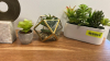 (1) LOT OF SMALL ARTIFICIAL POTTED PLANTS AND DECORE - 3