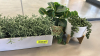 (3) ASSORTED SMALL ARTIFICAL POTTED PLANTS - 3
