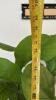 (1) ARTFICAL POTTED PLANT - 2