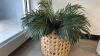 (1) ARTFICAL POTTED PLANT