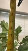 (1) ARTFICAL POTTED PLANT - 2