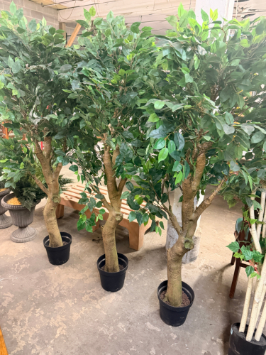 (3) ARTIFICIAL FICUS TREES WITH FULL GREEN FOLIAGE, MULTI-BRANCH TRUNKS, AND BLACK PLASTIC PLANTER POTS.