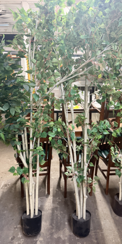 (2) ARTIFICIAL MULTI-TRUNK TREES WITH GREEN LEAF FOLIAGE, NATURAL-TEXTURED LIGHT-COLORED TRUNKS, BRANCHING CANOPIES, AND BLACK PLASTIC PLANTER POTS.