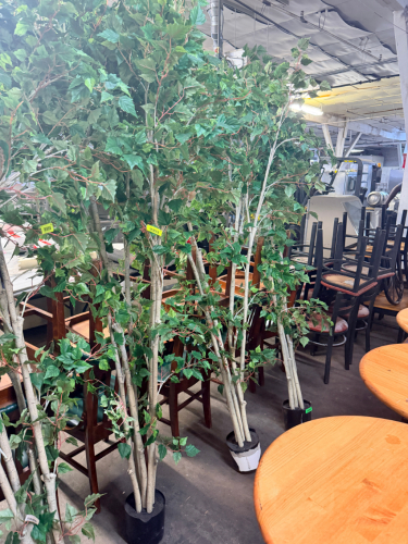 (2) ARTIFICIAL MULTI-TRUNK TREES WITH GREEN LEAF FOLIAGE, NATURAL-TEXTURED LIGHT-COLORED TRUNKS, BRANCHING CANOPIES, AND BLACK PLASTIC PLANTER POTS.
