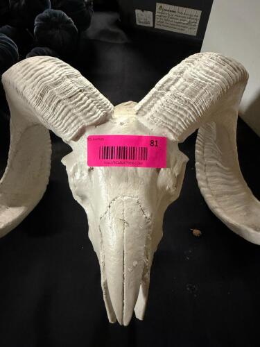 (1) DECORATIVE RAM SKULL