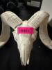 (1) DECORATIVE RAM SKULL