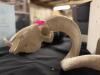 (1) DECORATIVE RAM SKULL - 2