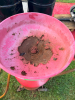 PORTABLE AIR-OPERATED WASTE OIL DRAIN WITH COLLECTION FUNNEL - 3