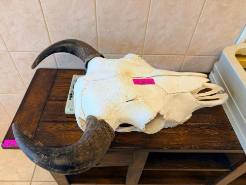 (1) COW SKULL