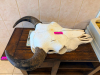 (1) COW SKULL