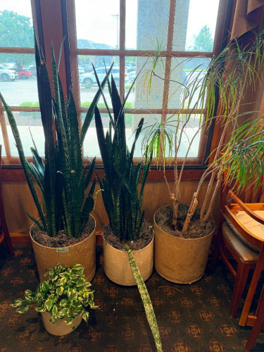(1) LOT OF ASSORTED LIVE PLANTS AND PLANTERS.