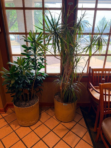 (1) LOT OF ASSORTED LIVE PLANTS AND PLANTERS.